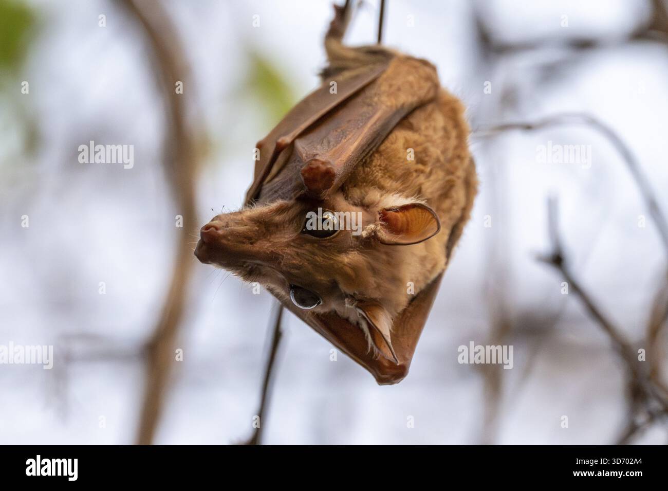 Pipistrello appeso ad una diramazione, Chobe National Park, Botswana Foto Stock