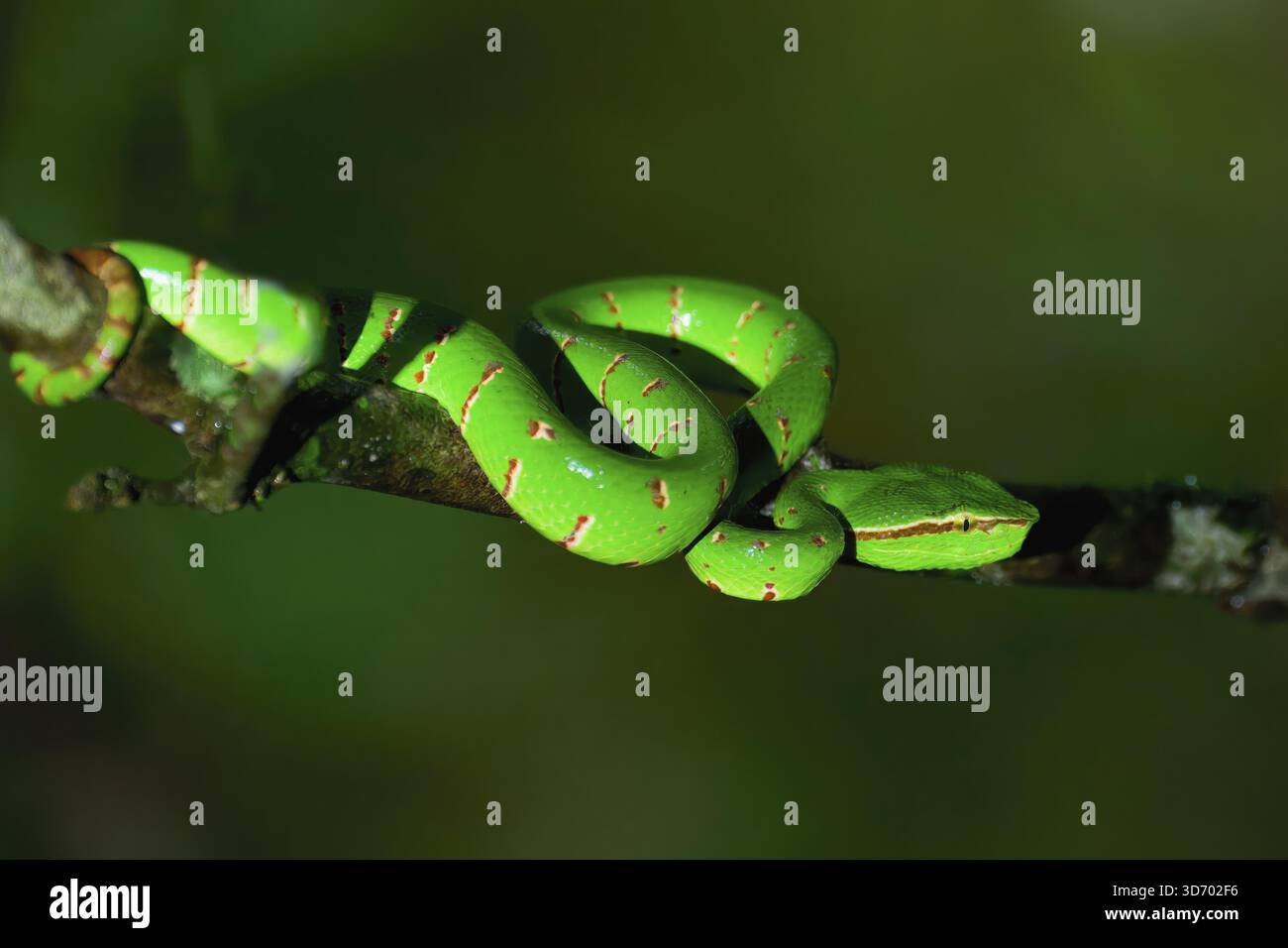 vipera borneana (Craspedocephalus borneensis) arrotolata intorno a un ramo, Borneo, Malesia Foto Stock