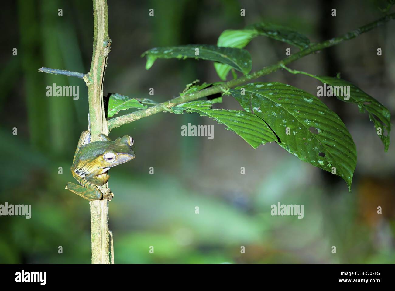 Rana orecchini del Borneo o rana con orecchie a lima (Polypedates otilophus), Borneo, Malesia Foto Stock