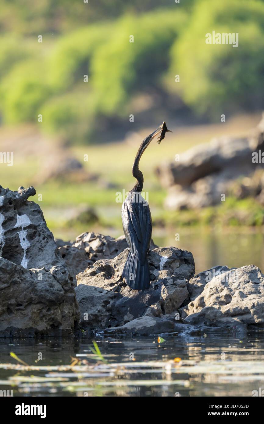 Uccello africano dal collo di serpente (Anhinga rufa) con pesci catturati sul fiume Okavango, Caprivi Strip, Namibia Foto Stock