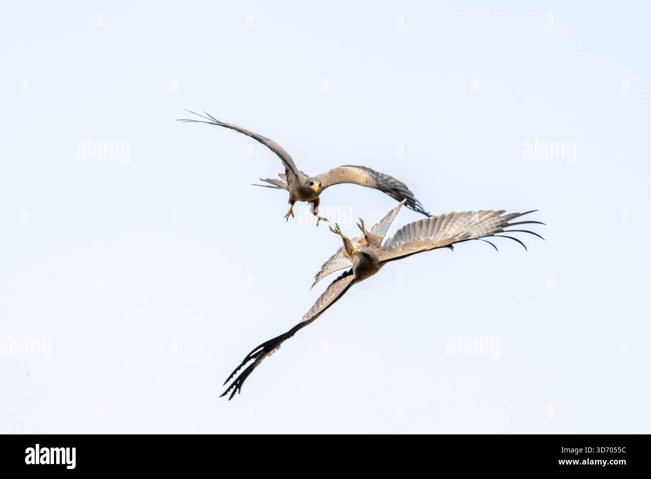 Due uccelli che combattono in volo, aquilone nero (Milvus migrans) che volano contro un cielo blu, riserva di caccia Moremi, Botswana Foto Stock