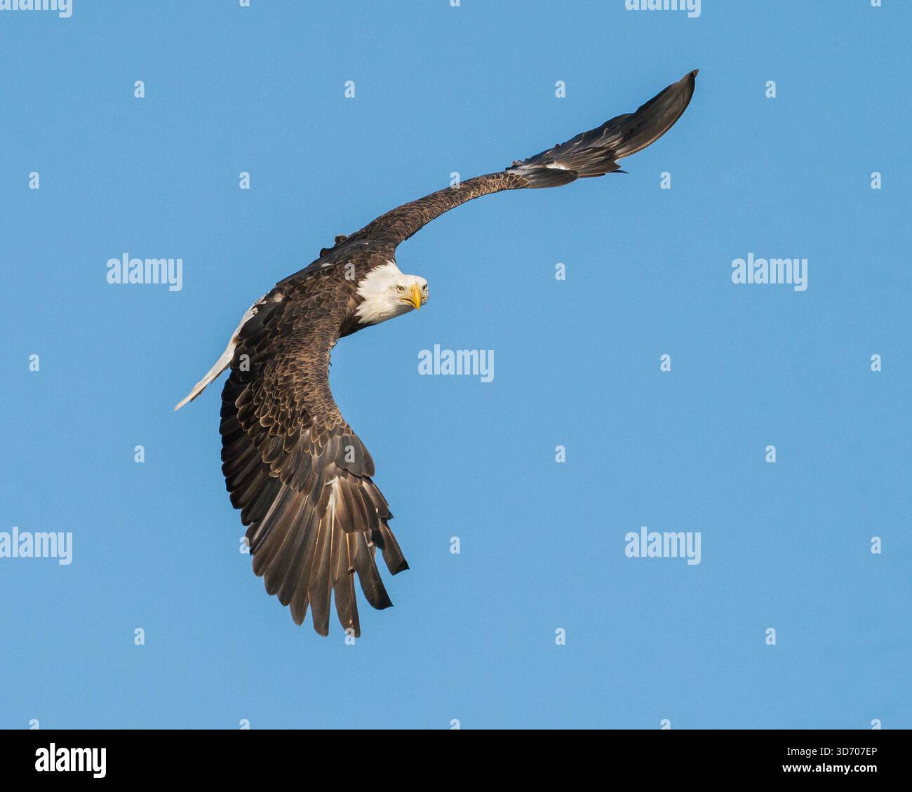 American Bald Eagle Foto Stock