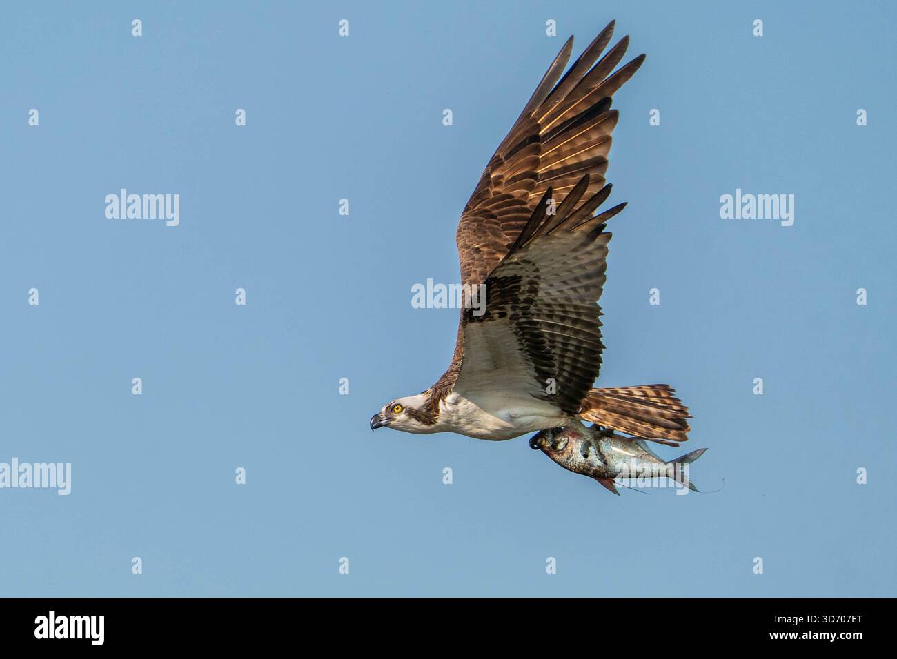 Un Osprey in volo con un rospo dentro i suoi talon. Foto Stock