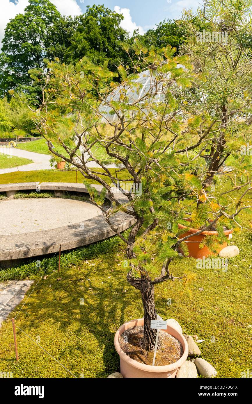 Zurigo, Svizzera, 16 giugno 2025 Calothamnus Quadrifidus o una pianta a spazzola per bottiglie su un lato presso il giardino botanico Foto Stock