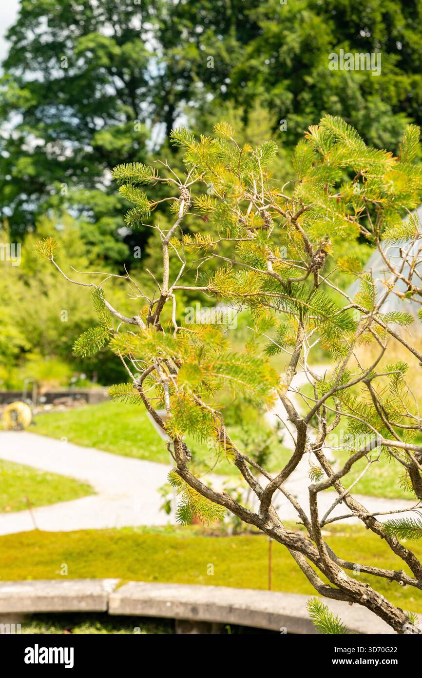 Zurigo, Svizzera, 16 giugno 2025 Calothamnus Quadrifidus o una pianta a spazzola per bottiglie su un lato presso il giardino botanico Foto Stock