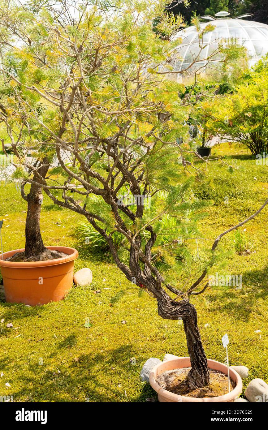 Zurigo, Svizzera, 16 giugno 2025 Calothamnus Quadrifidus o una pianta a spazzola per bottiglie su un lato presso il giardino botanico Foto Stock