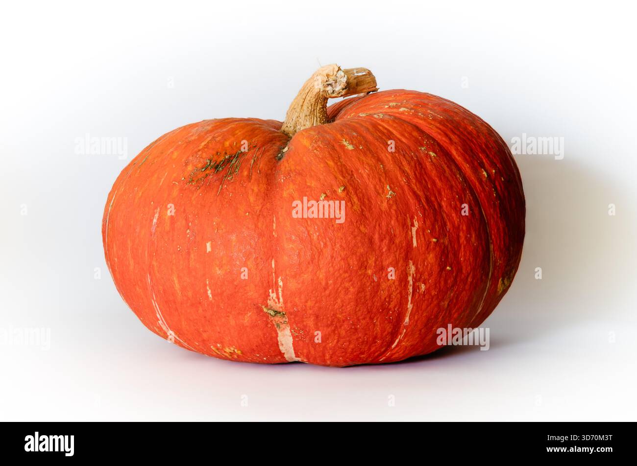 Zucca arancione sporca su sfondo bianco Foto Stock