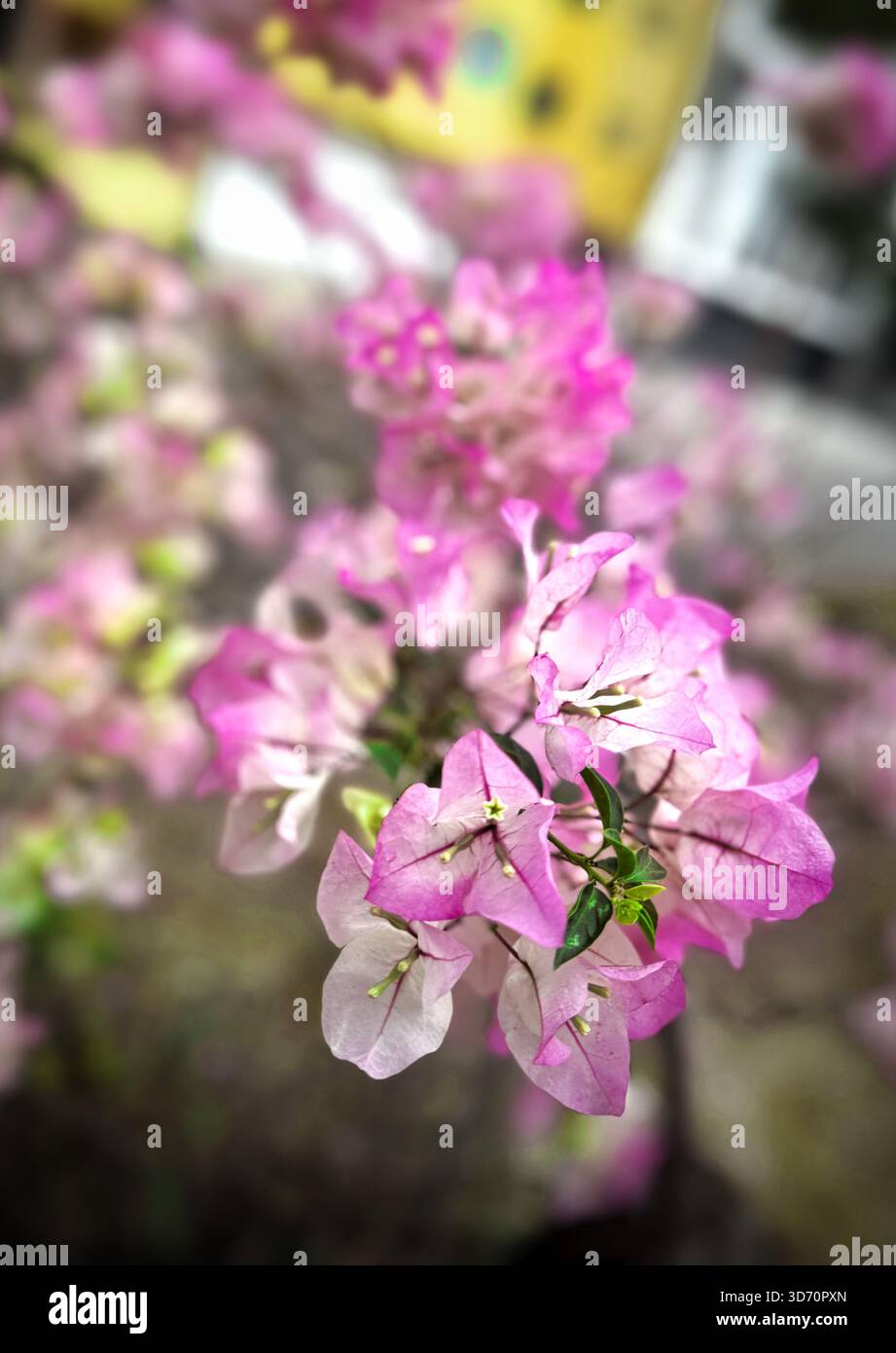 Primo piano di vivaci fiori di bouganville rosa in piena fioritura con un morbido sfondo sfocato Foto Stock