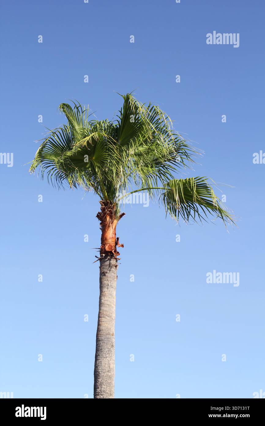 Palma con foglie a ventaglio contro un cielo azzurro Foto Stock