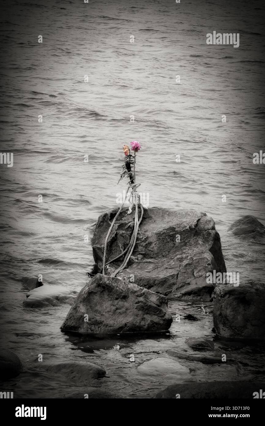 Fiori lasciati dalla roccia di mare, monocromatici con colori selettivi. Simpatia, memoria, fragilità dei concetti di vita. Foto Stock