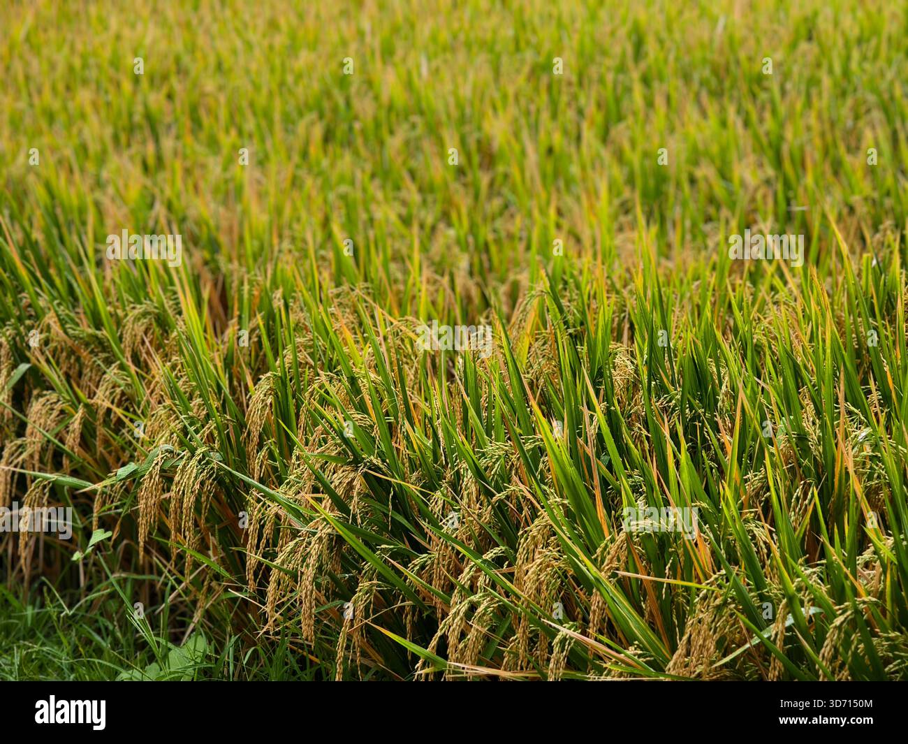 Un campo di risone maturo o di Oryza sativa pronto per la raccolta Foto Stock