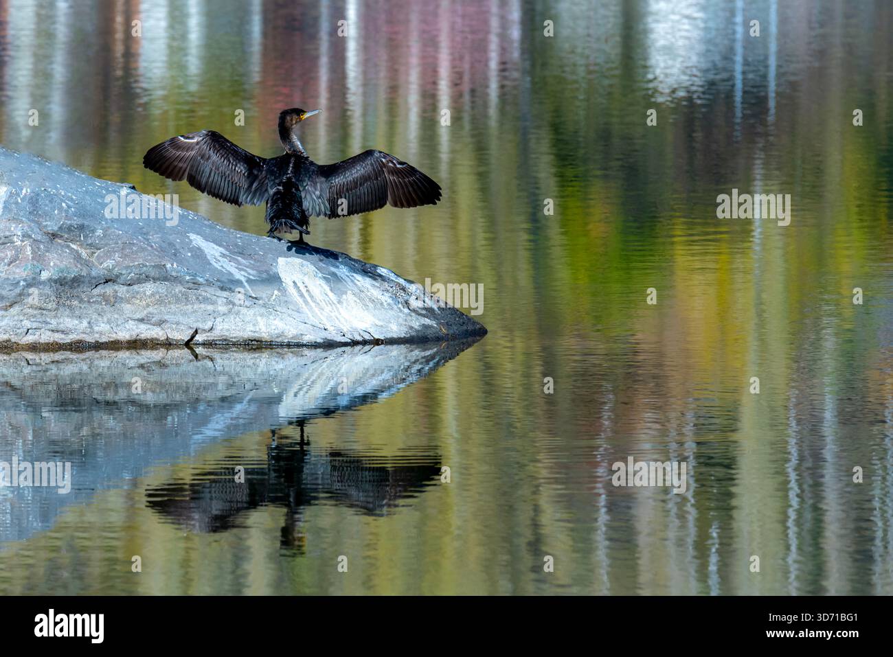 Il piccolo cormorano è un membro della famiglia dei cormorani di uccelli marini. Leggermente più piccolo del cormorano indiano. Foto Stock