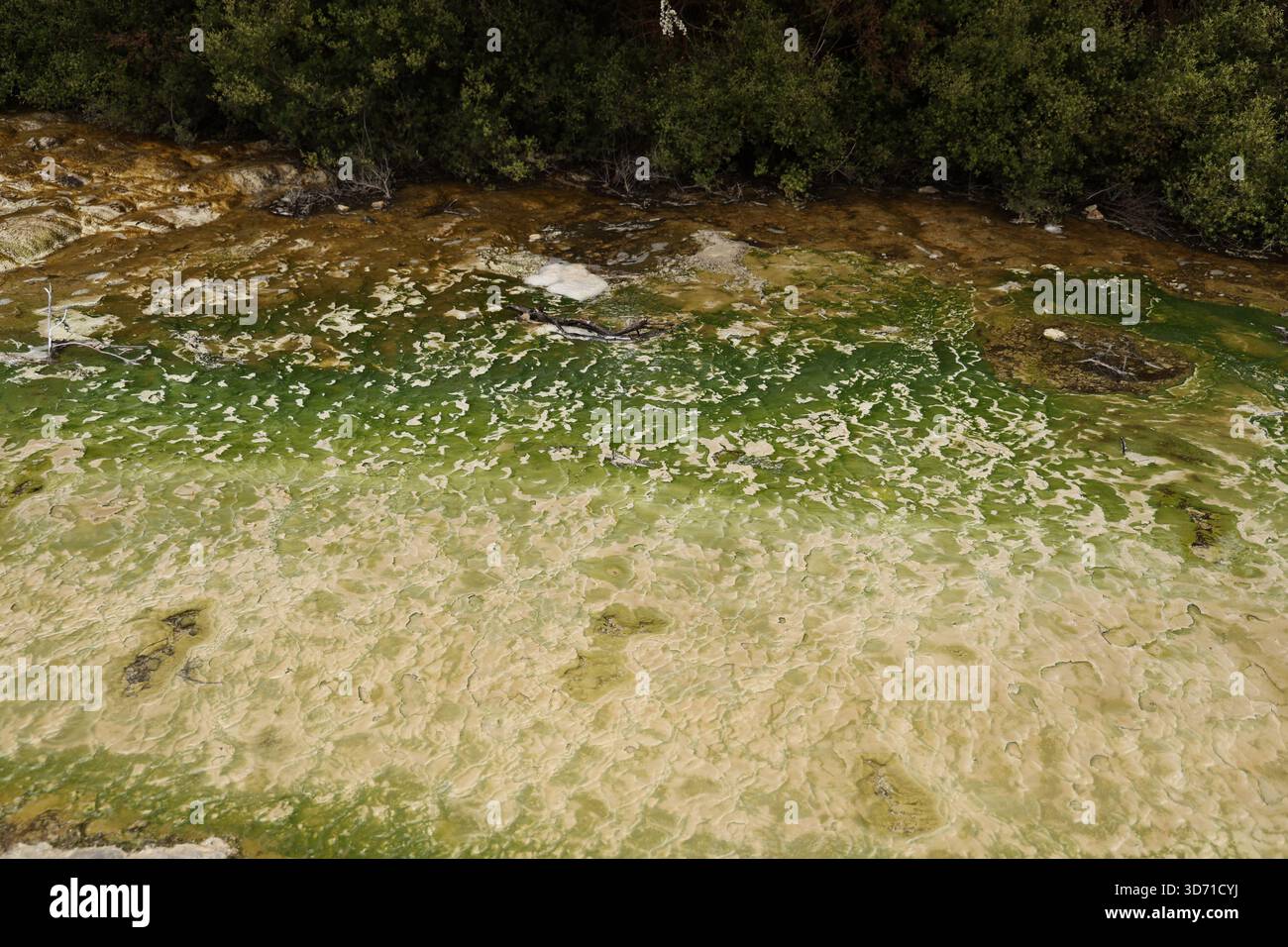 Waiotapu Thermal Wonderland acque basse di alghe verdi vicino a Forest Bank Foto Stock
