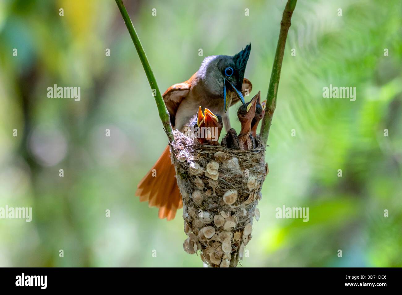 Il flycatcher del paradiso indiano è un uccello passerino di medie dimensioni della famiglia monarca flycatcher, i Monarchidae. Foto Stock