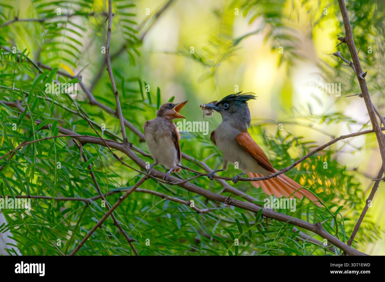 Il flycatcher del paradiso indiano è un uccello passerino di medie dimensioni della famiglia monarca flycatcher, i Monarchidae. Foto Stock