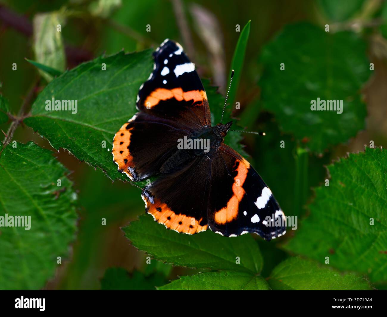 I colori vivaci della farfalla contrastano splendidamente con il fogliame verde. Foto Stock