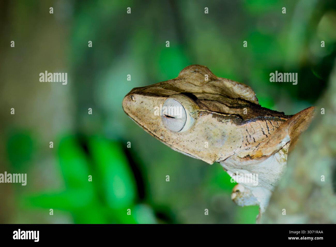 Rana orecchini del Borneo o rana con orecchie a lima (Polypedates otilophus), Borneo, Malesia Foto Stock