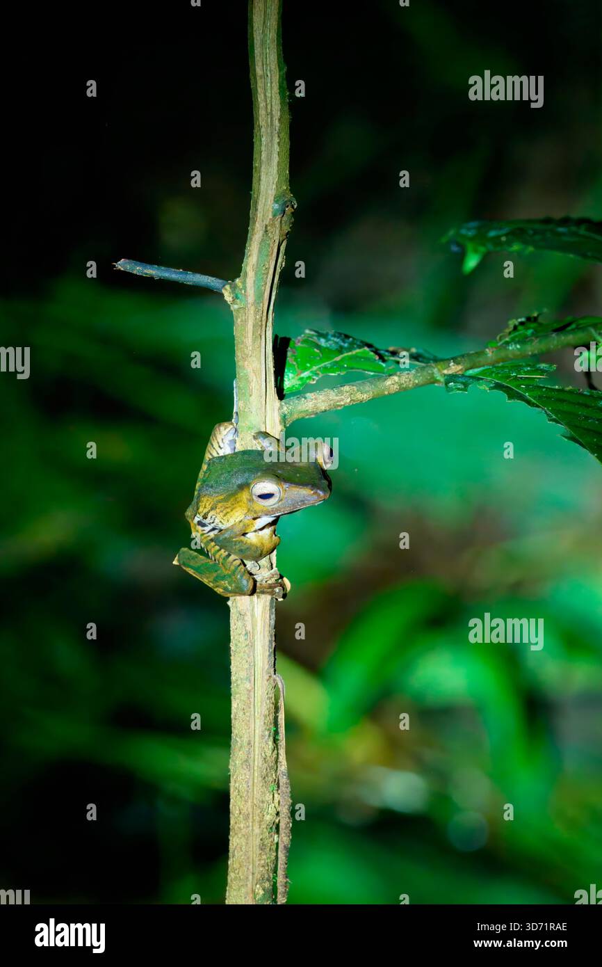 Rana orecchini del Borneo o rana con orecchie a lima (Polypedates otilophus), Borneo, Malesia Foto Stock
