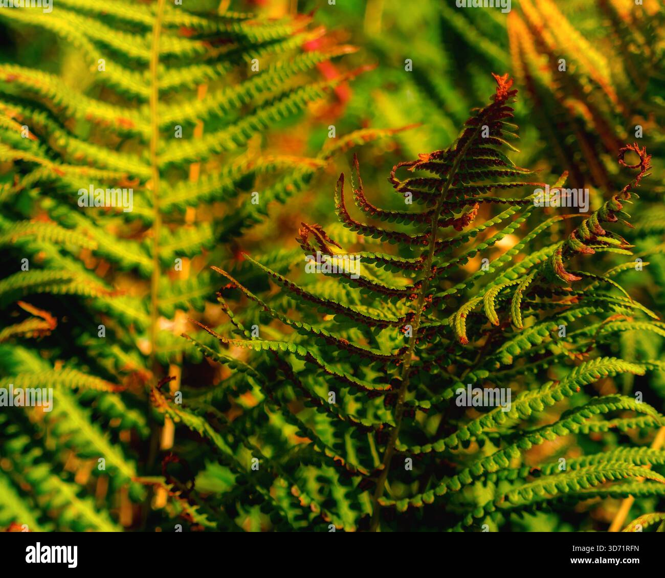Primo piano di fronde di felce verdi che crescono nel giardino durante il giorno in estate, mostrando motivi intricati. Foto Stock
