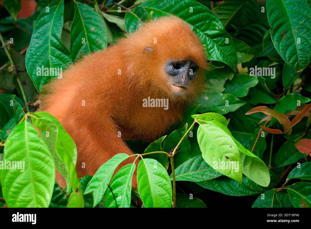 Scimmia a foglia rossa (Presbytis rubicunda) in un albero, Borneo, Malesia Foto Stock