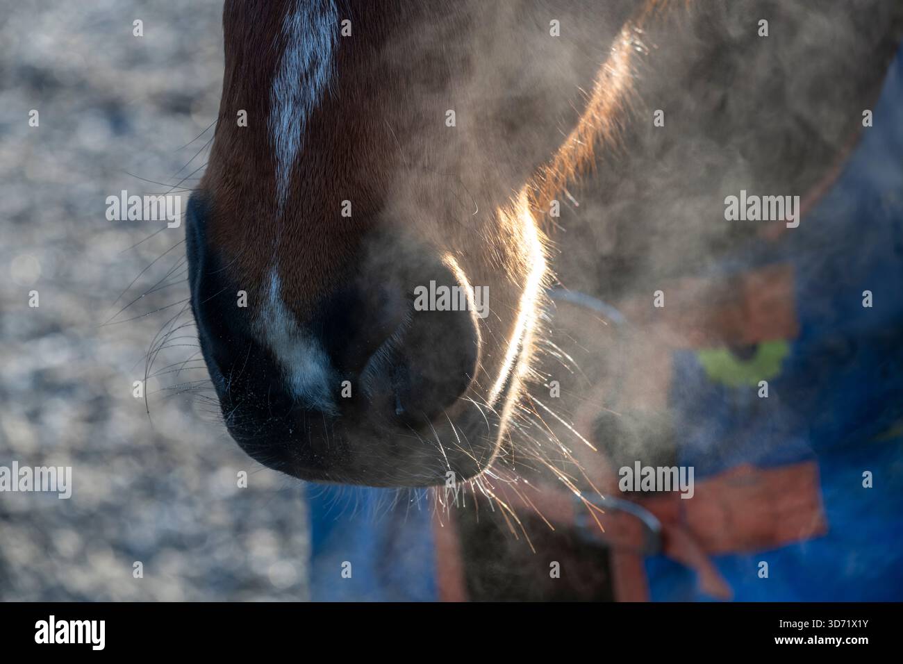 Cavallo all'aperto in una fredda mattinata invernale con respiro proveniente dalle narici Foto Stock