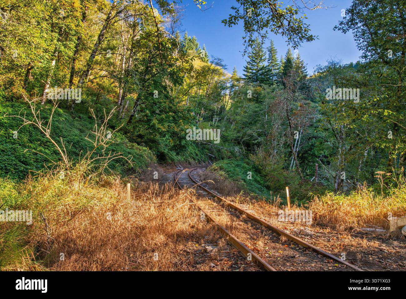 Ferrovia abbandonata a Foss Road Crossing, Coast Range, Tillamook State Forest, vicino alla città di Nehalem, Oregon, USA Foto Stock