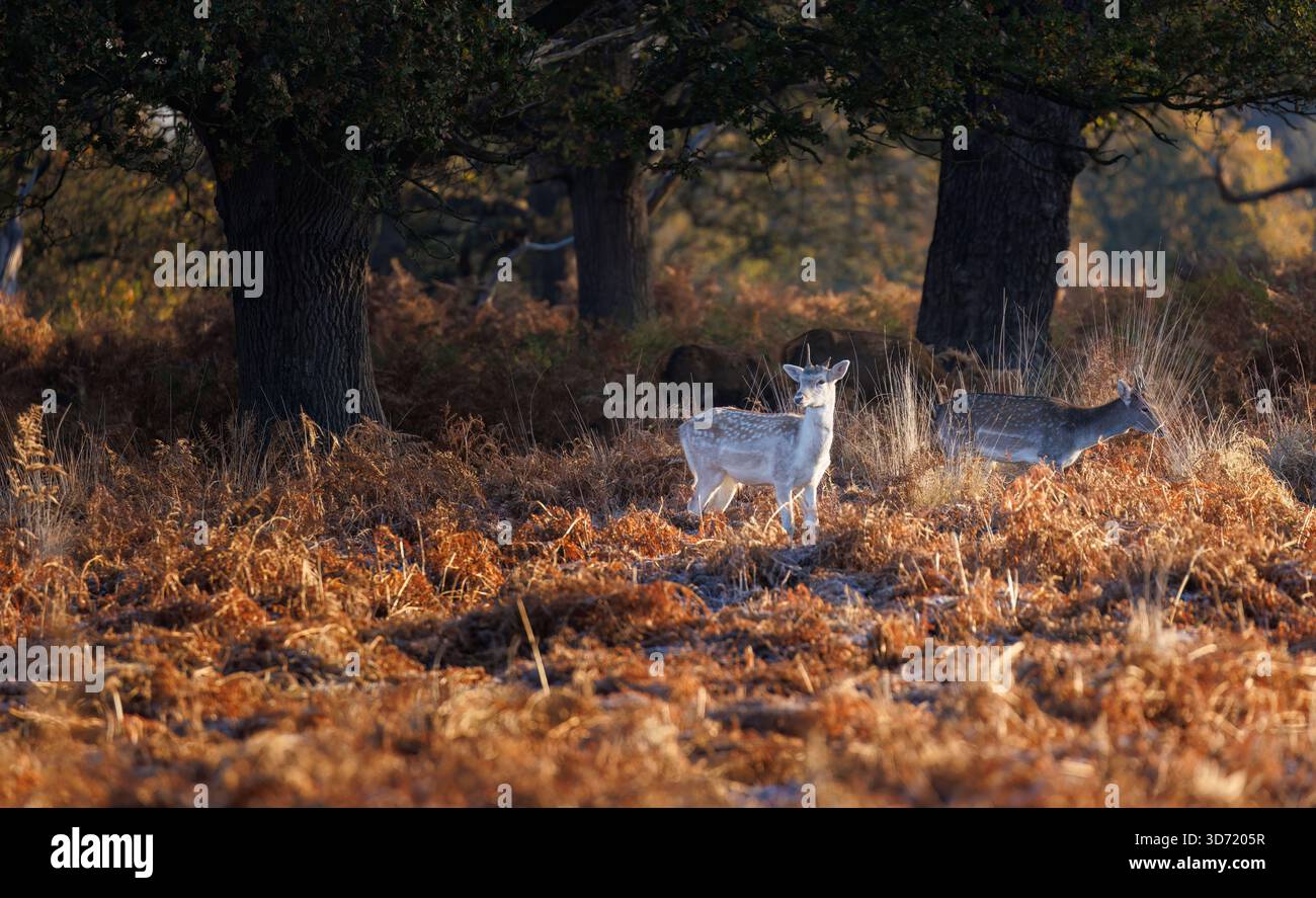 Il cervo europeo (Dama dama) è in piedi in salamoia durante la stagione dei rutting a Richmond Park nel London Borough of Richmond upon Thames Foto Stock