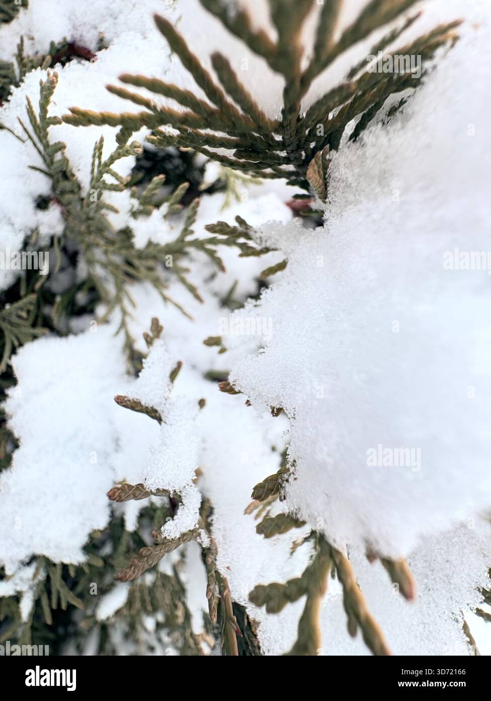 Foglie verdi di conifere ad ago parzialmente ricoperte da soffice neve bianca, vista invernale ravvicinata. Foto Stock