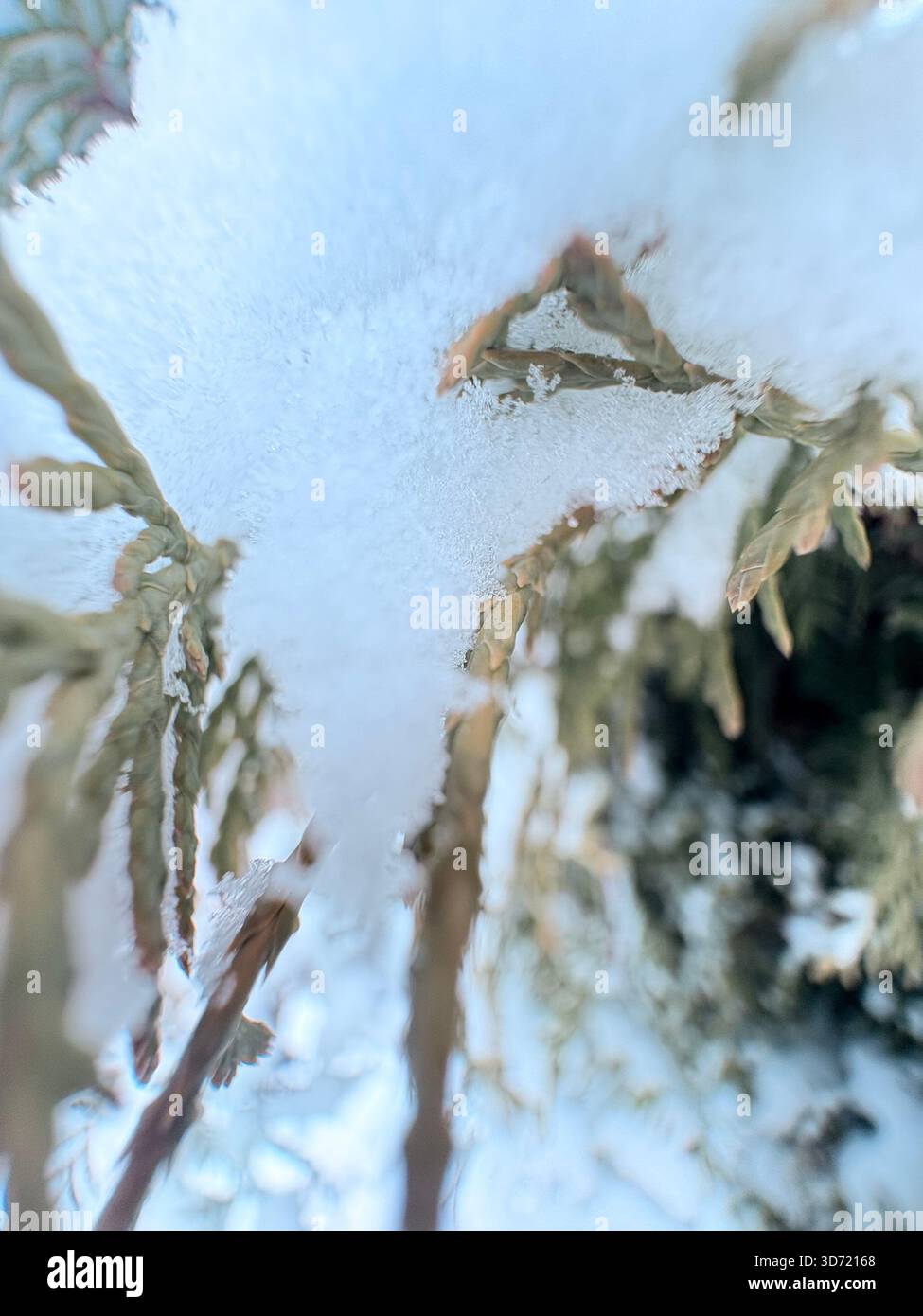 Ramo sempreverde innevato con aghi marrone verdastro, vista invernale ravvicinata. Foto Stock