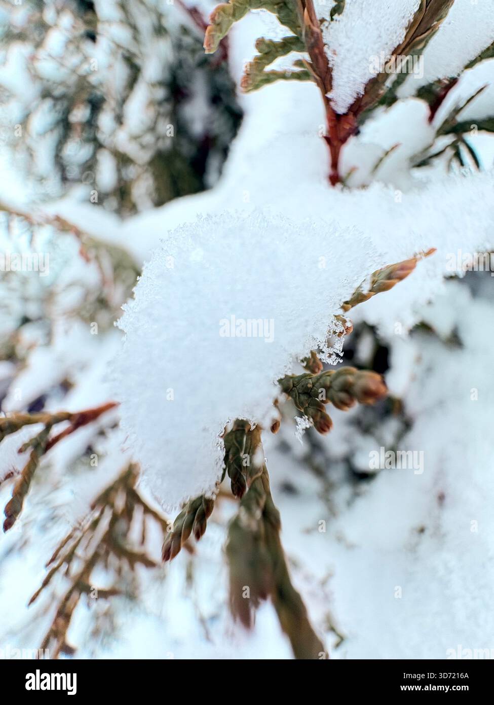 Ramo sempreverde innevato con aghi verdi e marroni, vista ravvicinata del giardino invernale. Foto Stock