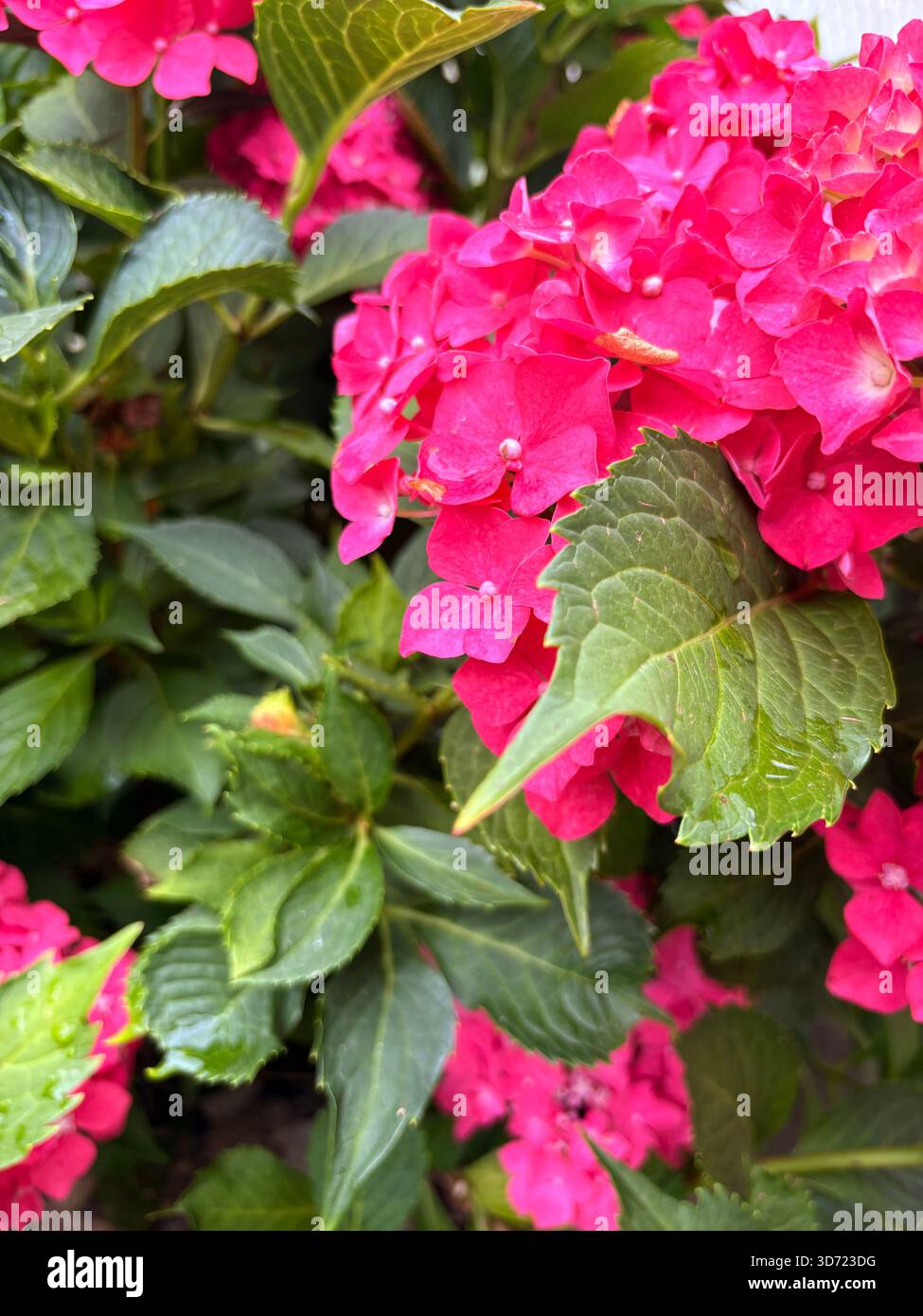 Primo piano di vivaci fiori di ortensia rosa in piena fioritura, circondati da lussureggianti foglie seghettate verdi. L'immagine mette in evidenza la bellezza ornamentale e il viv Foto Stock