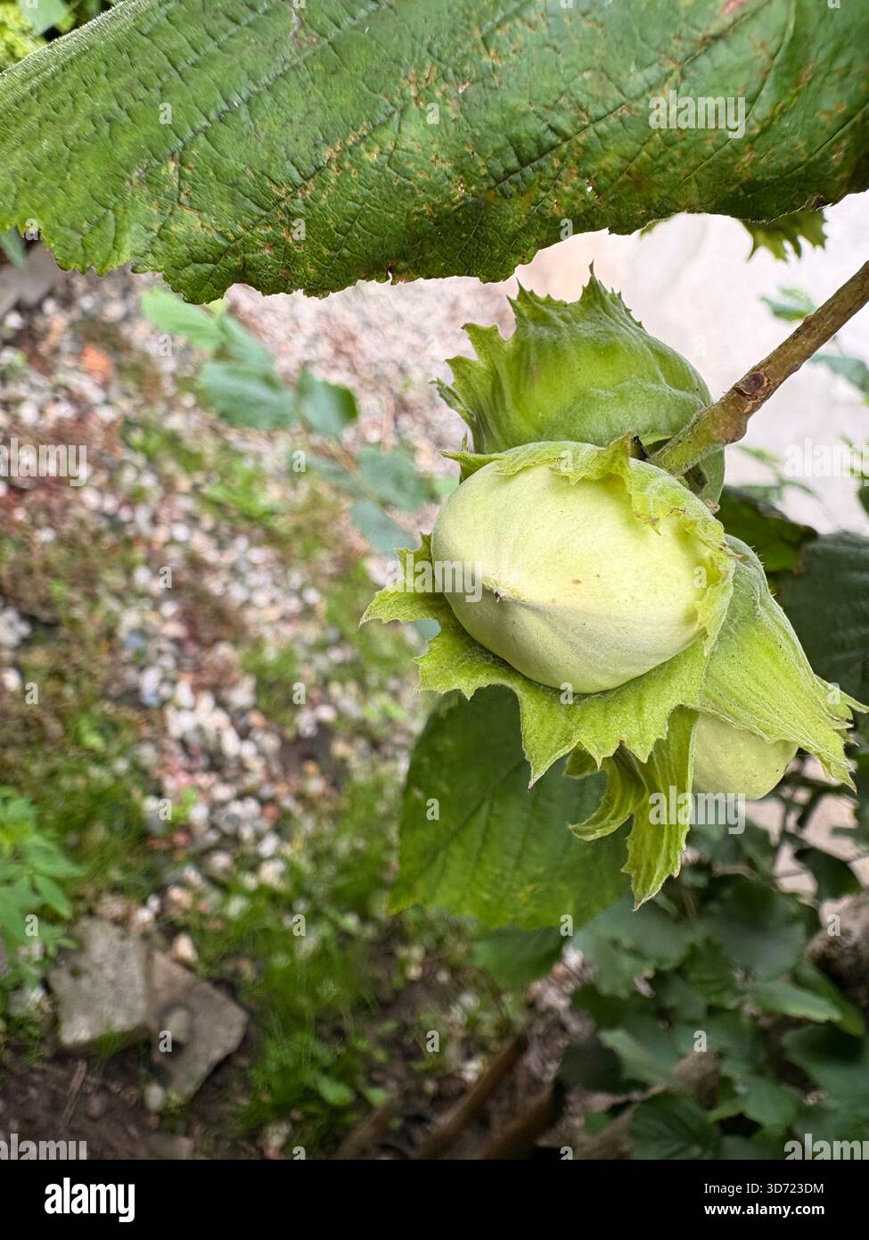 Nocciola in buccia verde appesa al ramo, circondata da grandi foglie, vista ravvicinata del giardino. Foto Stock