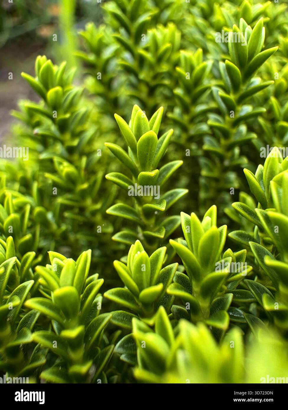 Primo piano di fogliame verde sempreverde brillante con foglie fitte e verticali e texture lucida. L'immagine evidenzia la simmetria naturale e il condi sano Foto Stock