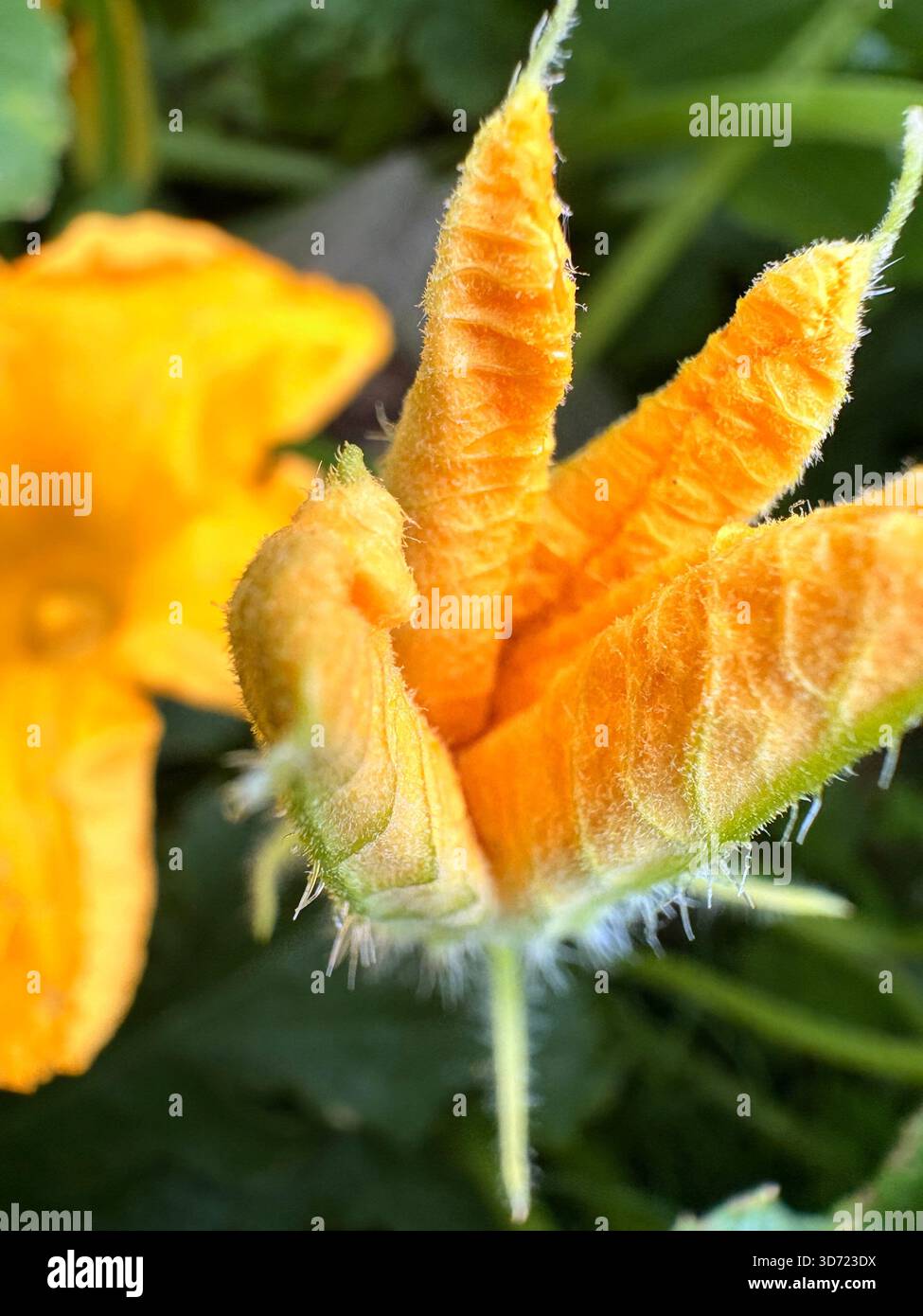 Primo piano di un fiore di zucchine in fiore con petali di arancia brillante e peli fini, circondato da steli e foglie verdi. L'immagine acquisisce entrambe le parti Foto Stock