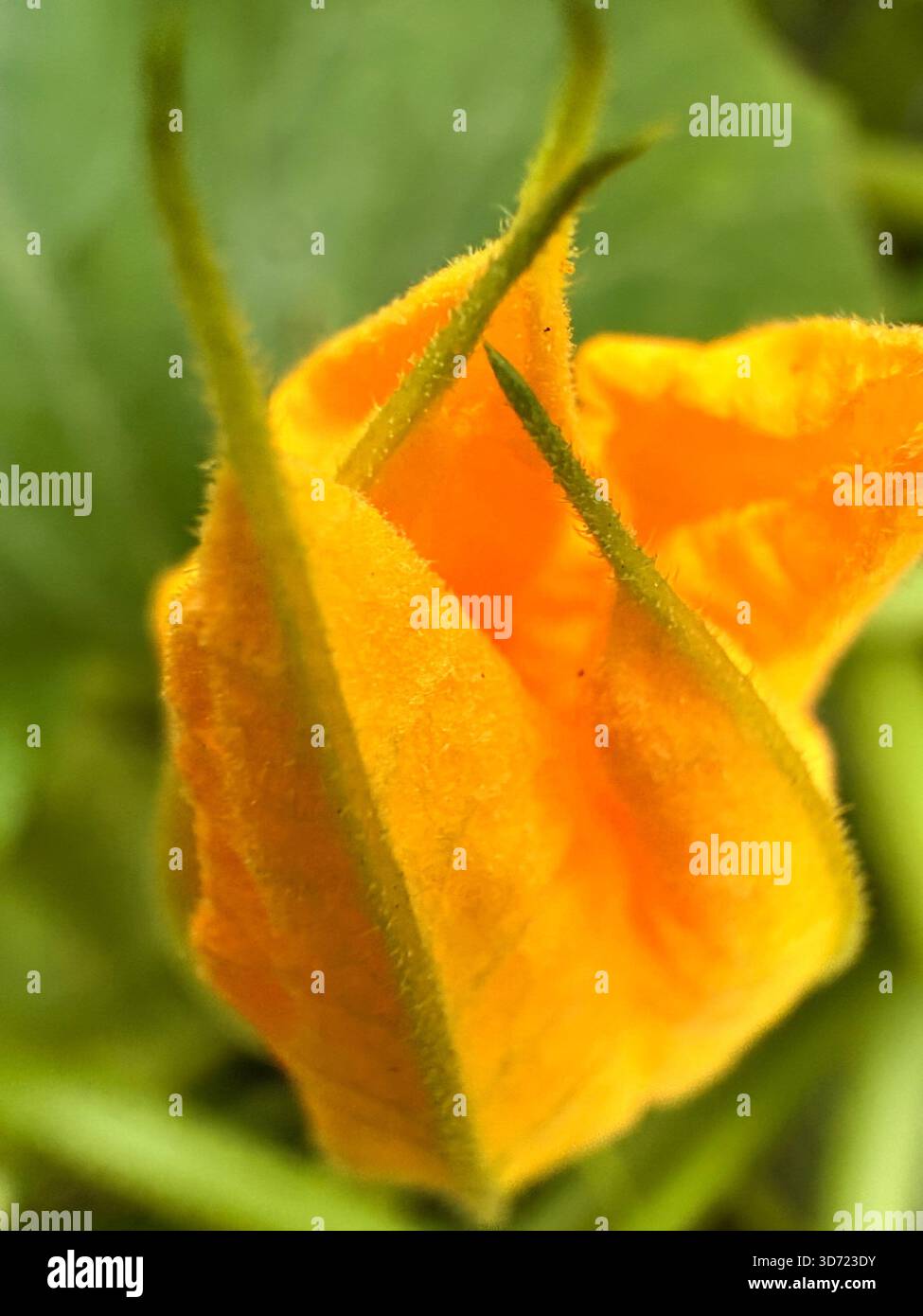 Primo piano di un vivace bocciolo di zucca arancione, parzialmente aperto con petali vellutati e peli sottili lungo i bordi. Circondato da sepali verdi e fol Foto Stock