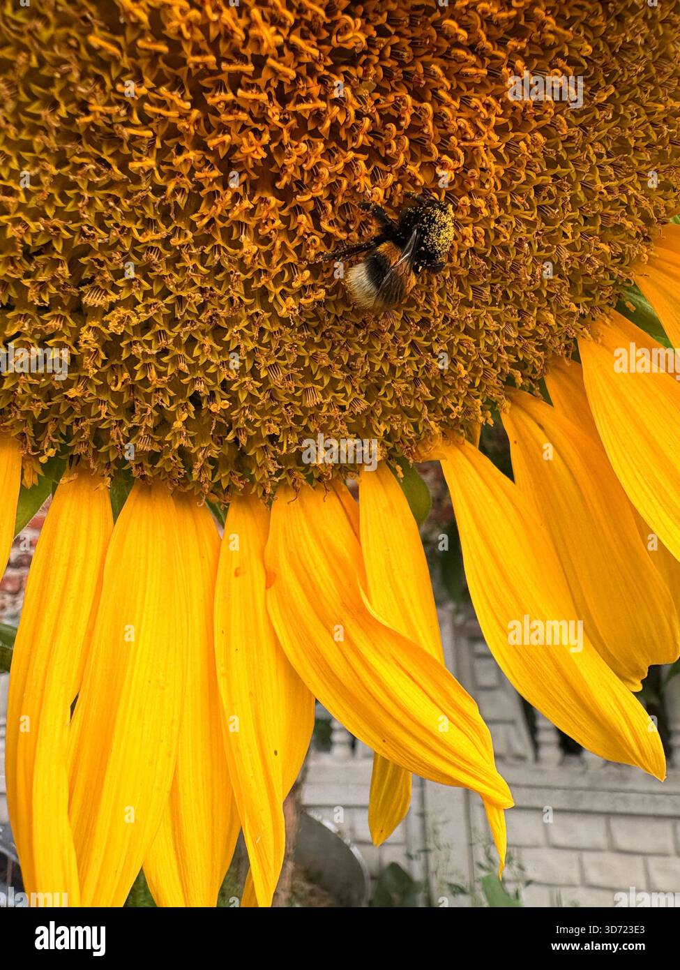 Primo piano di un girasole giallo brillante con un bumblebee che raccoglie polline dal suo disco centrale densamente imballato. L'immagine cattura un momento vivido di na Foto Stock