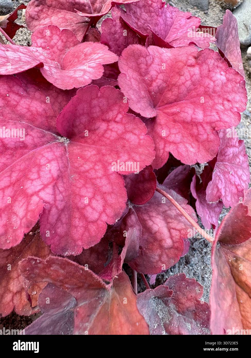Primo piano di vivaci foglie ornamentali rosa-rossastro con bordi smerlati e superficie ruvida, con una rete di vene più leggere. Catturato in natu Foto Stock