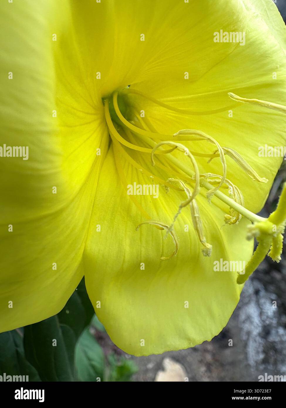 Primo piano di un vivace fiore giallo di rosa della sera (Oenothera) con delicati petali e strutture riproduttive prominenti. Gli stami e le pistole Foto Stock