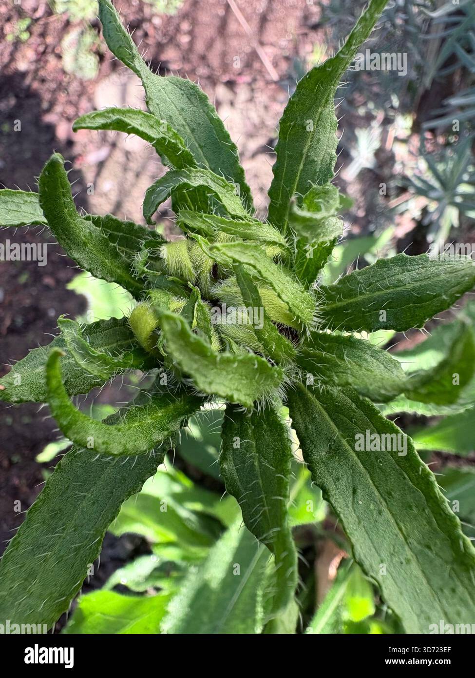 Primo piano di una pianta verde da giardino con foglie seghettate e steli fuzzy, con piccoli boccioli pelosi che si formano al centro. Riprese all'aperto in modo naturale Foto Stock