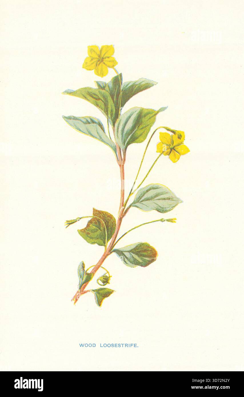 Legno di Loosestrife. Wild Flowers di Frederick Edward Hulme c1895 vecchia stampa Foto Stock