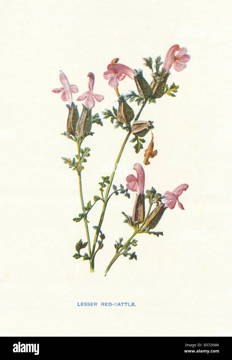 Picchiettio rosso minore. Wild Flowers di Frederick Edward Hulme c1895 vecchia stampa Foto Stock