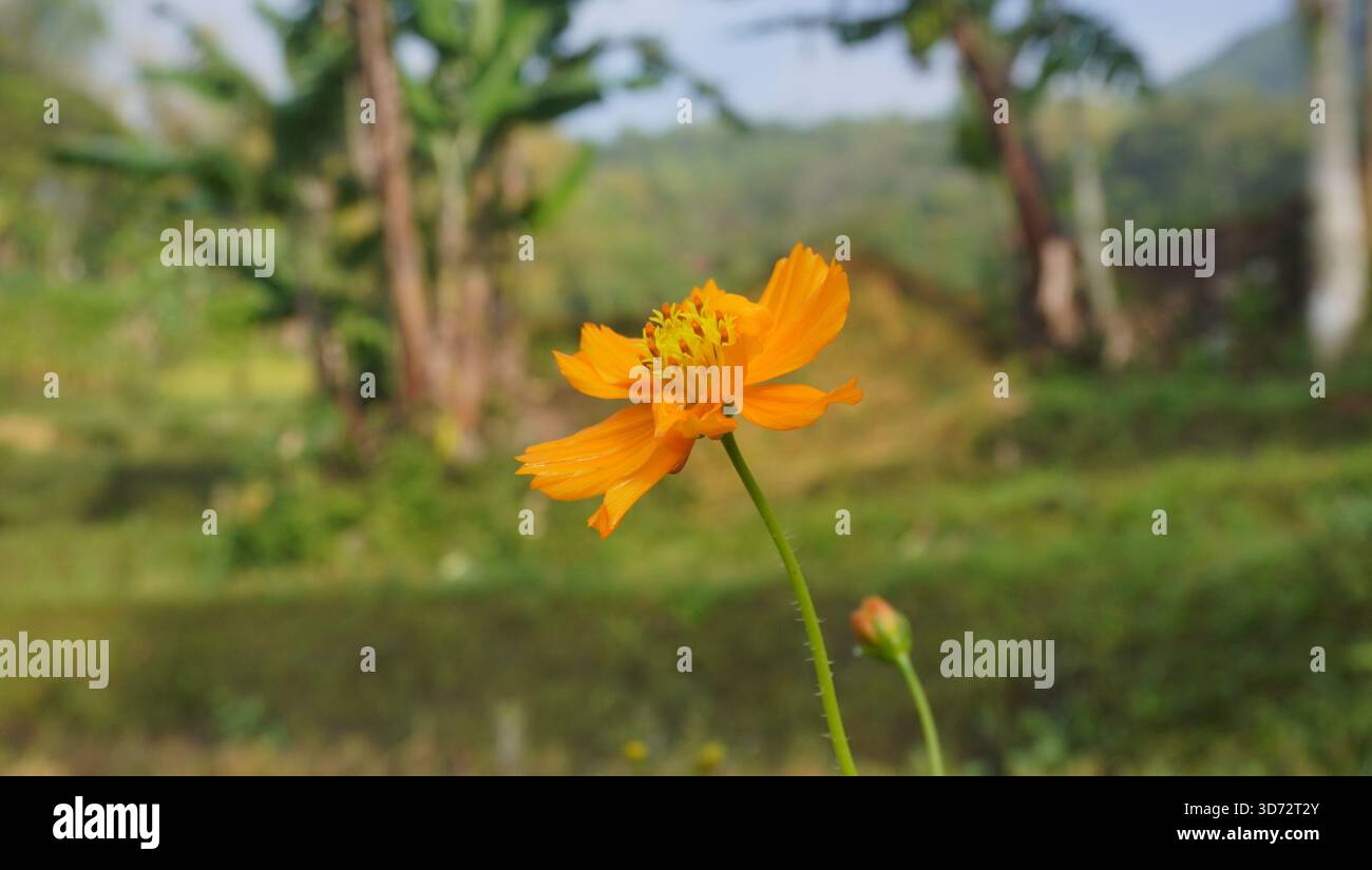 Cosmo di zolfo (Cosmos sulfureus) questo perenne dai colori vivaci è noto per i suoi fiori arancioni o gialli Foto Stock
