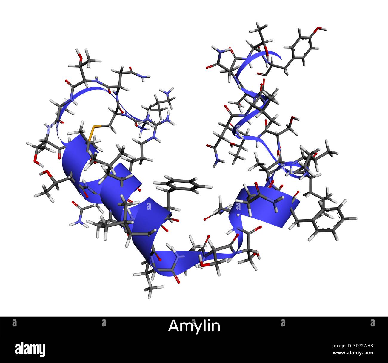 Molecola dell'ormone peptidico Amylin (IAPP). Coinvolto nel metabolismo del glucosio, nella funzione pancreatica e nella formazione di amiloidi. Modello molecolare a nastro e avambraccio 3D. Foto Stock