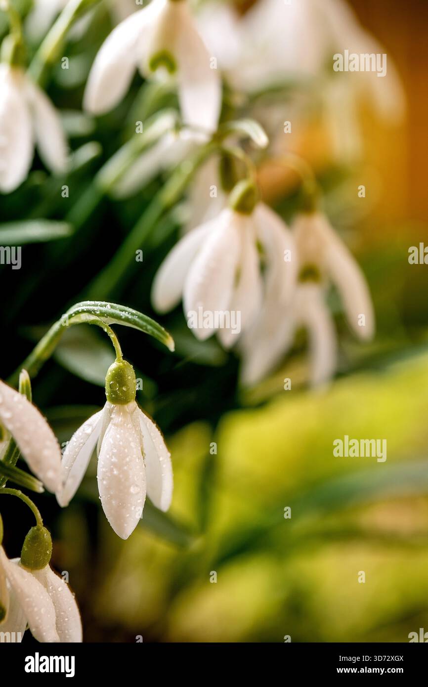 Primavera foresta nevicate, bella prima fiore primavera fiori bianchi su muschio nella foresta selvaggia. Bellezza della natura. Foto Stock