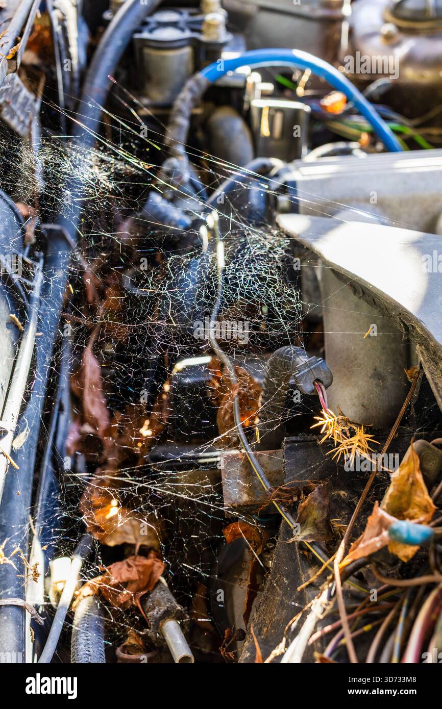 la rete spyder illuminata dal sole sotto il cofano dell'auto abbandonata nella soleggiata giornata autunnale Foto Stock