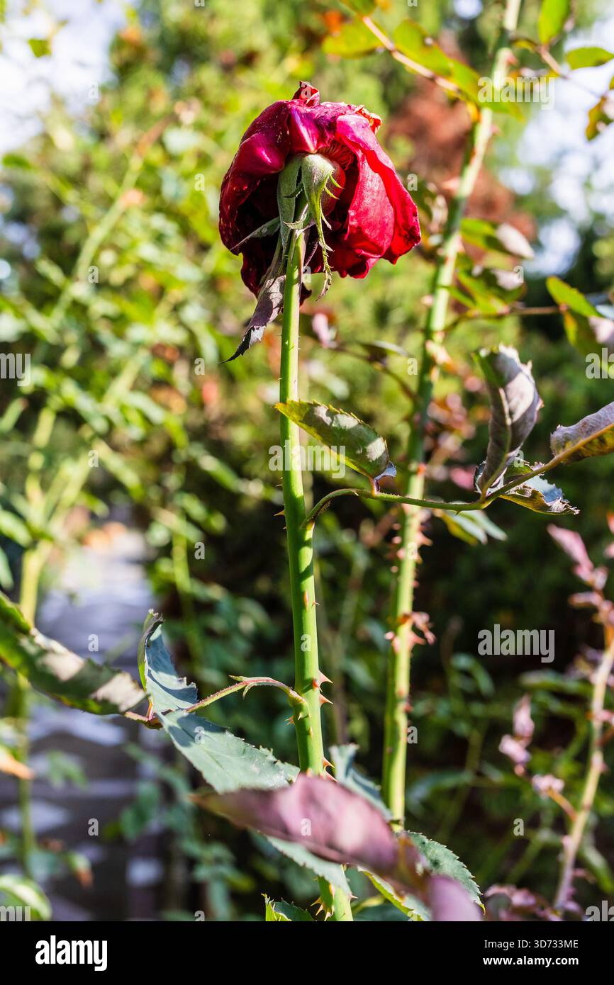 le rose secche fioriscono su un gambo spinoso in giardino nella soleggiata giornata autunnale Foto Stock