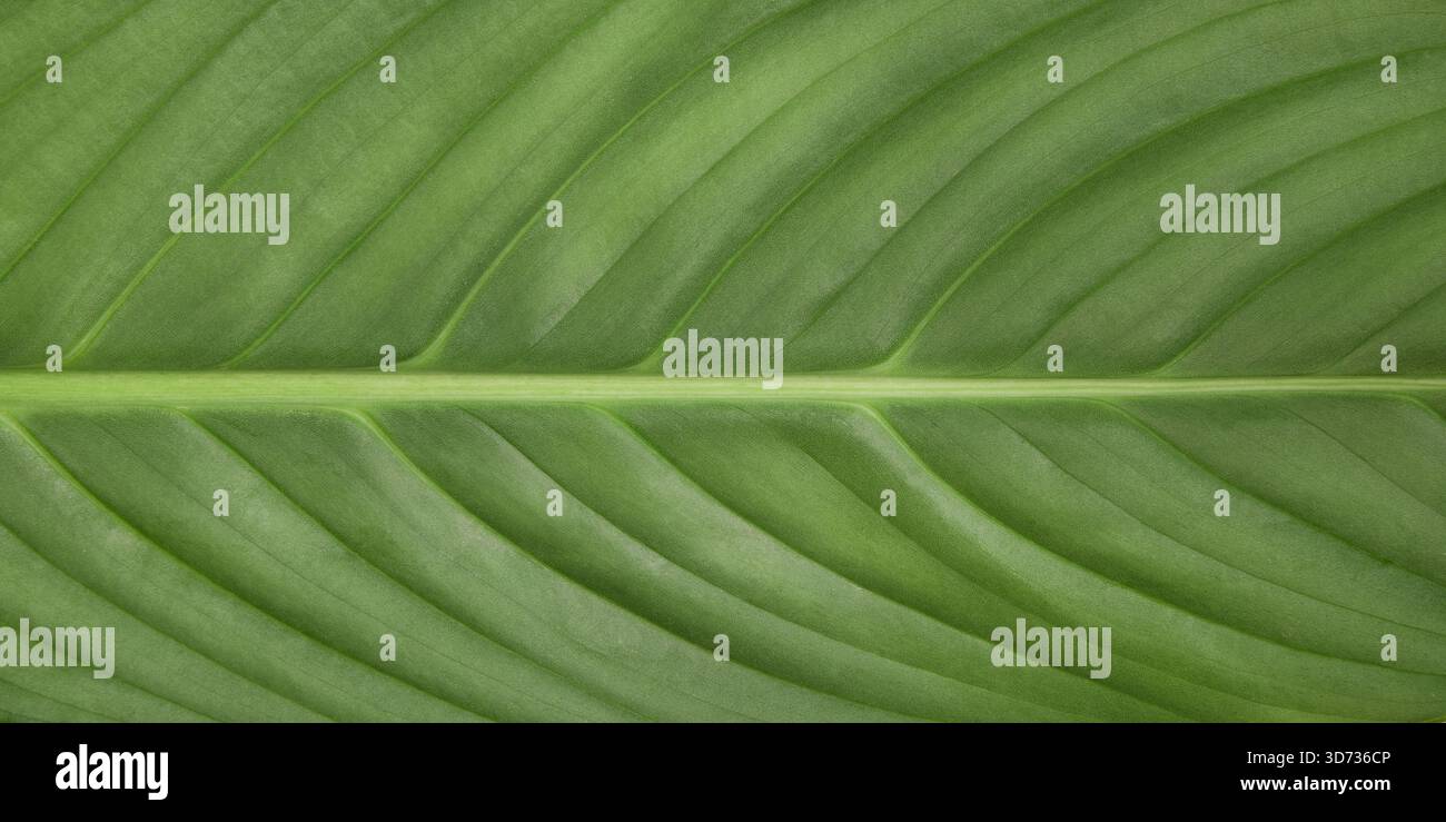 Sfondo a foglia verde astratta con spazio per il testo. Elementi di design per offerte, annunci e congratulazioni Foto Stock