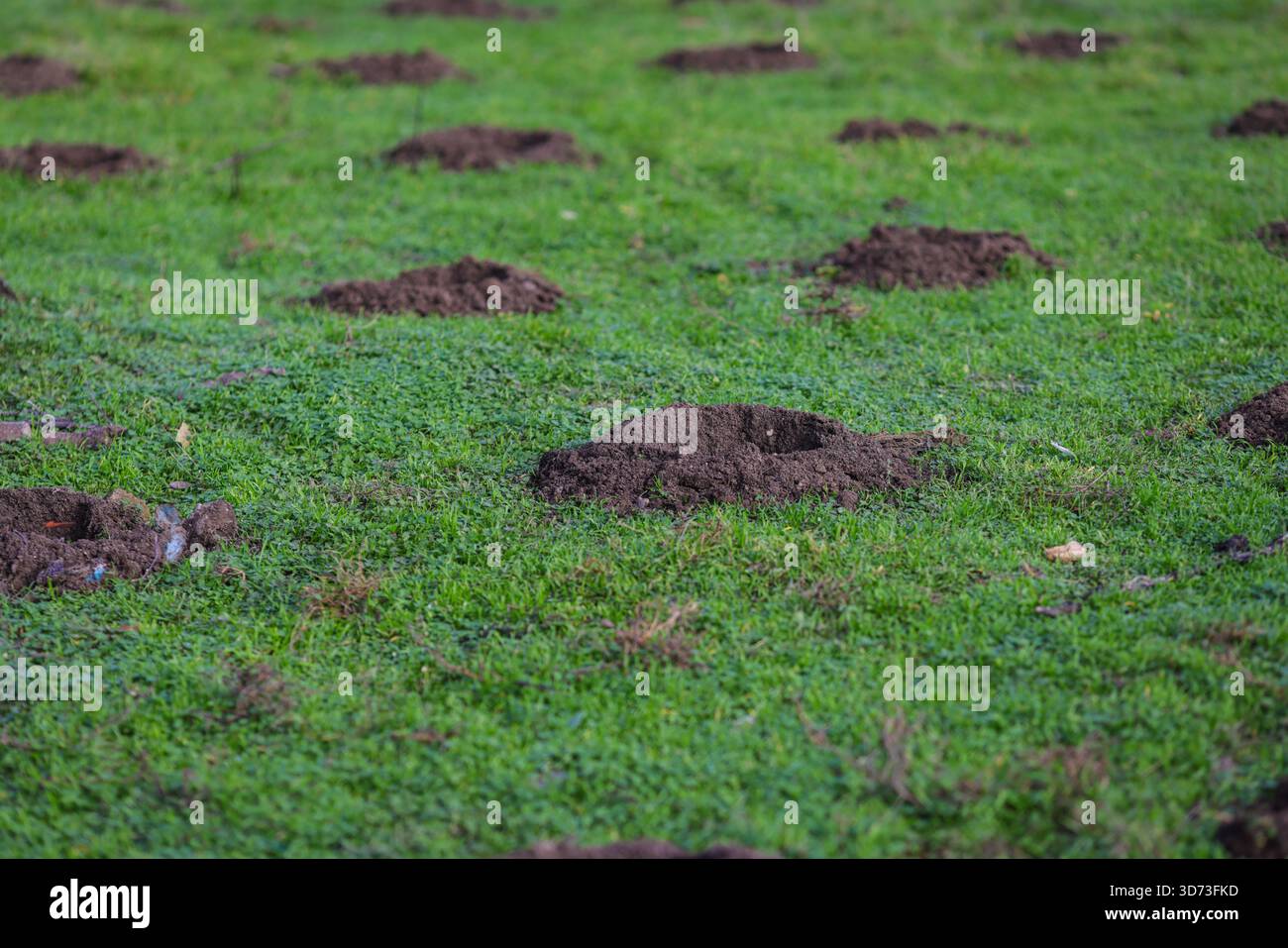Buchi nel terreno (con qualche spazzatura intorno) alberi in cui piantare. Foto Stock
