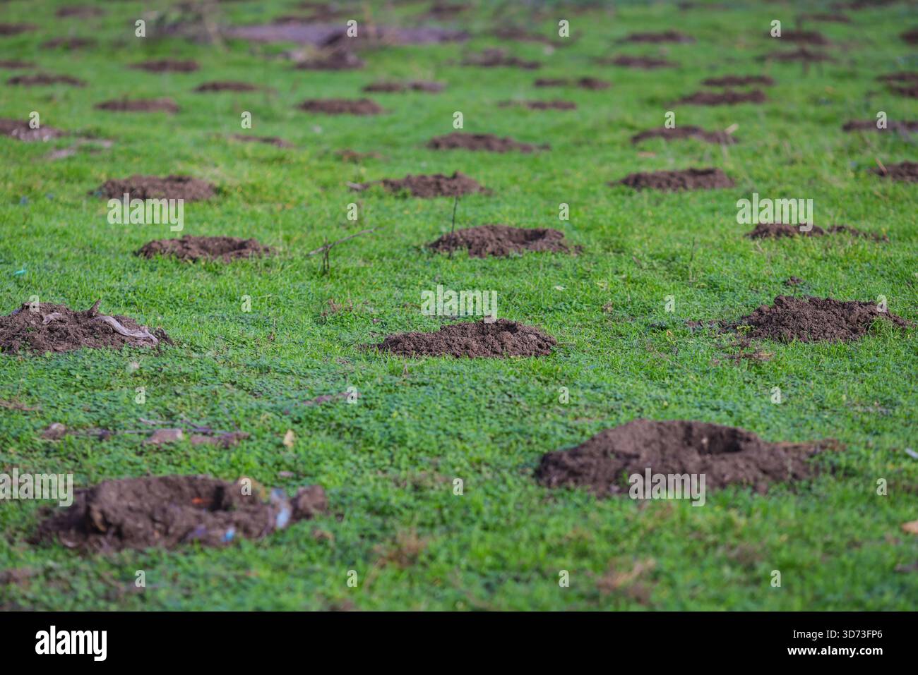 Buchi nel terreno (con qualche spazzatura intorno) alberi in cui piantare. Foto Stock