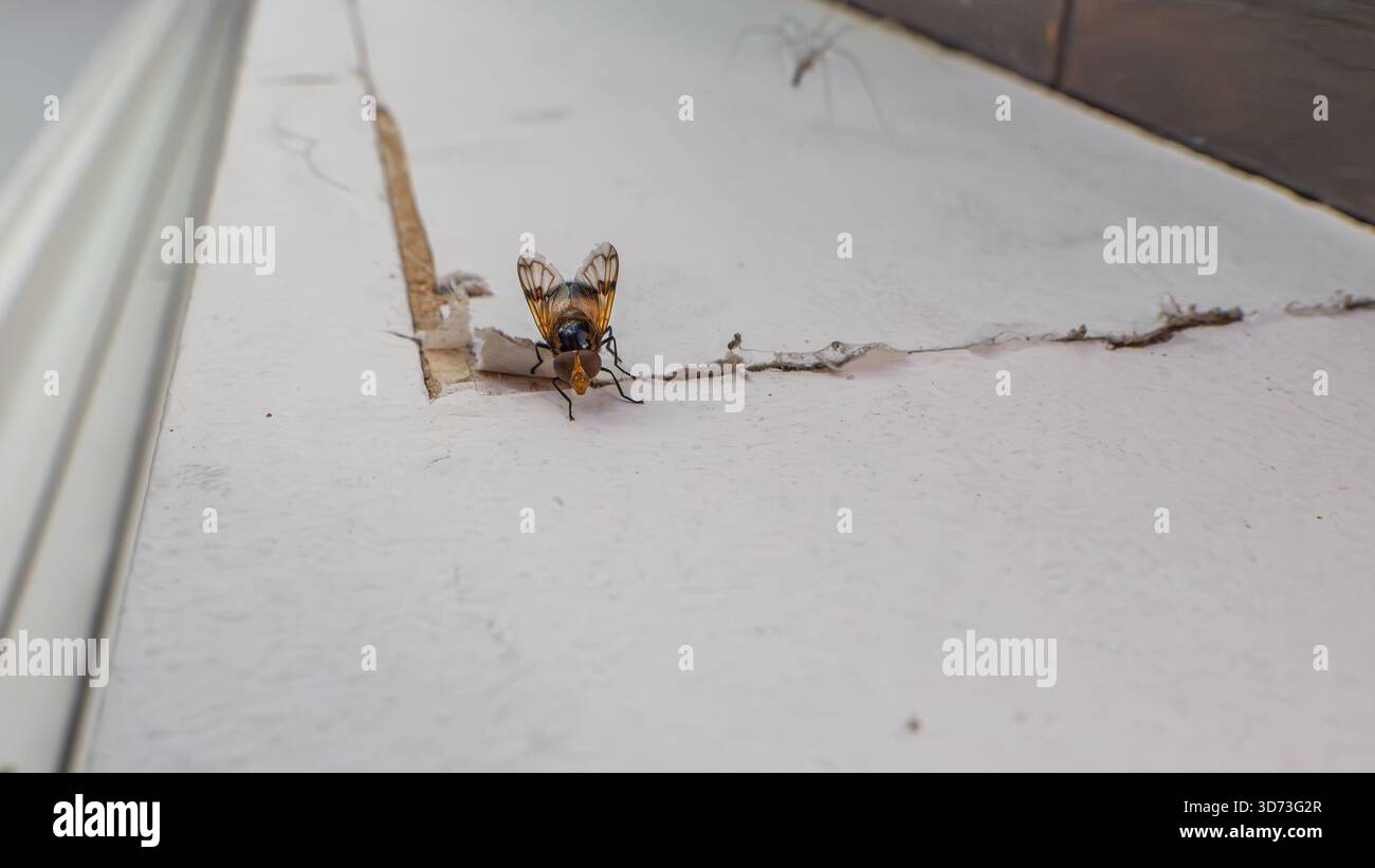 Una piccola mosca alare macchiata arancione e nera (forse una mosca della frutta o una mosca con le ali da immagine) viene catturata con dettagli nitidi, poggiando su una surf bianca e strutturata Foto Stock